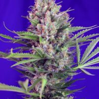 Cream Mandarine F1 FAST Version Feminised Seeds - 3