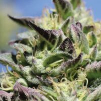 Vanilla Frosting Feminised Seeds - 3
