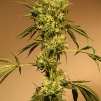White Jewel Regular Seeds - 5