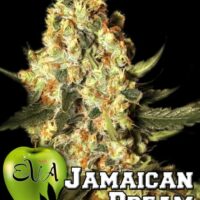 Jamaican Dream Feminised Seeds - 3+1