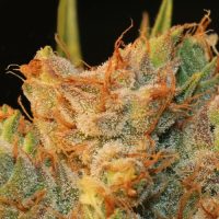 MK-Ultra Kush x Bubble Feminised Seeds - 5