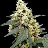 Lemonade Auto Feminised Seeds - 3
