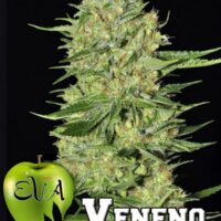 Veneno Feminised Seeds - 3