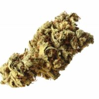 Pineapple Kush Feminised Seeds - 3