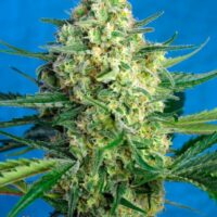 Jack 47 XL Auto Feminised Seeds - 5