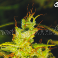 2046 Feminised Seeds - 3