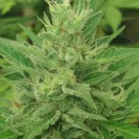 Caramel Creme Auto Feminised Seeds - 3