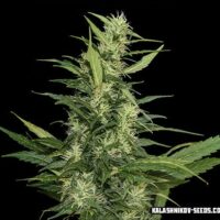 Amur Giant Auto Feminised Seeds - 3