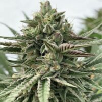 Humboldt Pound Cake Feminised Seeds - 3