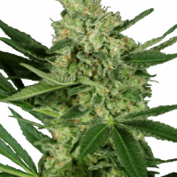 Pumpkin Spice Feminised Seeds - 5