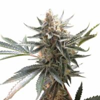Tangie Feminised Seeds - 3