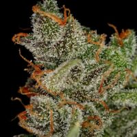 King's Kush Feminised Seeds - 3
