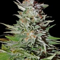 Super Lemon Haze Auto Feminised Seeds - 3