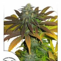 Californian Orange Feminised Seeds - 10
