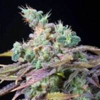 Txomango Feminised Seeds - 5