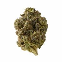Double Blue Feminised Seeds - 5
