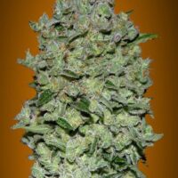 Biodiesel Mass XXL Auto Feminised Seeds - 3+1 FREE SEED