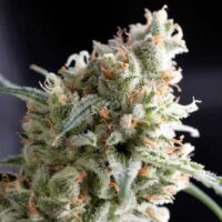 Kukulkan Feminised Seeds - 3