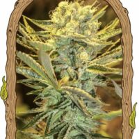 Hippieberry Feminised Seeds - 3