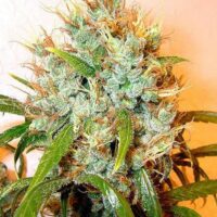 Kali Mist Feminised Seeds - 3
