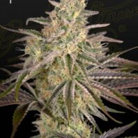 Cloud Walker Feminised Seeds - 3