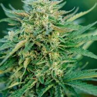 Grease Gun Auto Feminised Seeds - 5+2