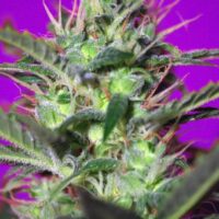 Botafumeiros Feminised Seeds - 3