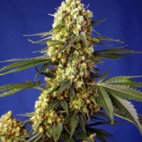 Strawberry Banana Gelato XL Auto Feminised Seeds - 3