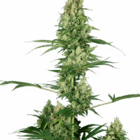 Silver Fire Feminised Seeds - 3