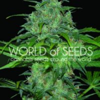 Wild Thailand Feminised Seeds - 7