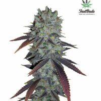 Fastberry Auto Feminised Seeds - 1