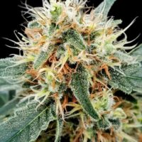 Stromboli Auto Feminised Seeds - 3