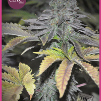 Early Widow Feminised Seeds - 3