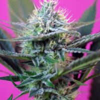 Speed + Auto Feminised Seeds - 3