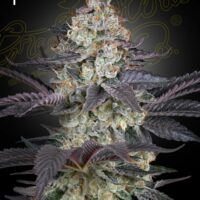 Ztrawberry Feminised Seeds - 3