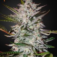 Holy Punch Feminised Seeds - 3