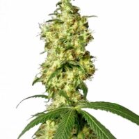 White Widow Auto Feminised Seeds - 3