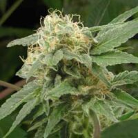 Sage n Sour Feminised Seeds - 10+2