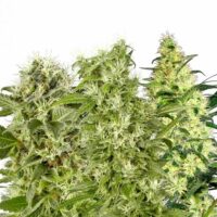 Female Mix Feminised Seeds - 5