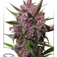Blackberry Kush Auto Feminised Seeds - 1