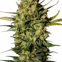 Master Kush Auto Feminised Seeds - 3