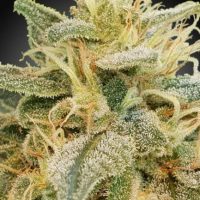 Relief CBD Feminised Seeds (CBDrelief‚Ñ¢) - 3