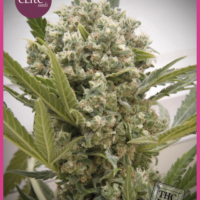 La Katana Feminised Seeds - 3