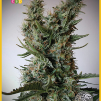 Jack Ultra CBD Feminised Seeds - 3