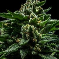 DO-G Feminised Seeds - 1