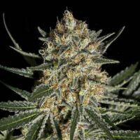 Face Off OG Bilbo Feminised Seeds - 1