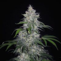 Fantasmo Express Auto Feminised Seeds - 1