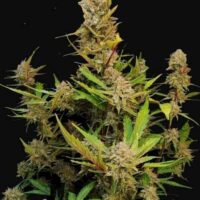 Apricot Auto Feminised Seeds - 1