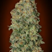 Chocolate Skunk Auto Feminised Seeds - 3