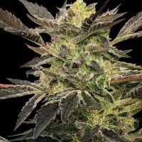 Pink Sunset Auto Feminised Seeds - 3